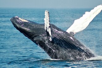 Ученые тренируются общаться с пришельцами на китах