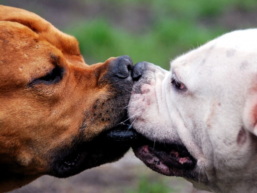 <center><b>В Индии собак заставили целоваться</center></b>