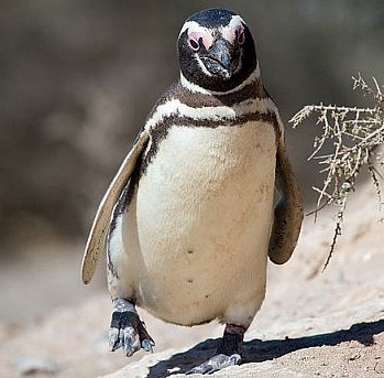 <center><b>Как живут бразилец и пингвин? </center></b>