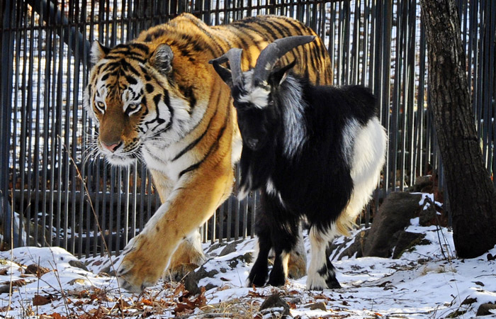 <center><b>Почему тигру нельзя дружить с козлом? </center></b>