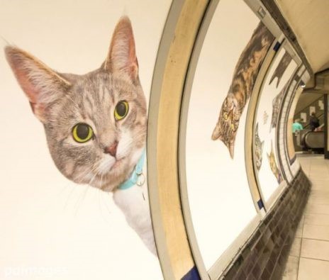 Котики захватили метро Лондона