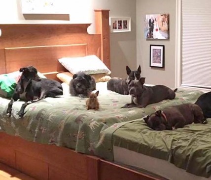 Хозяева построили гигантскую кровать для собак