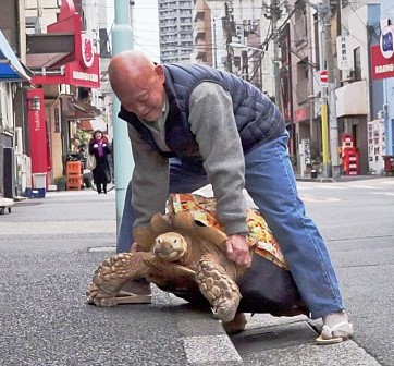 Японец выгуливает гигантскую черепаху (видео)