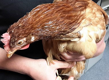 Шотландские копы задержали курицу-нарушителя