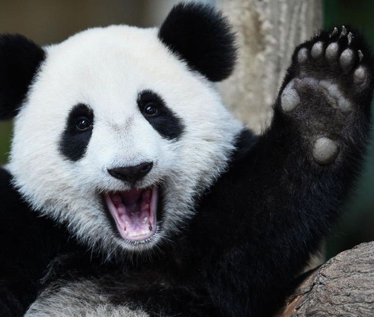 Электростанция-панда в Китае