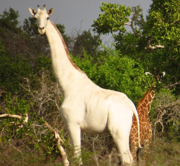 Белые жирафы впервые на видео