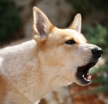 Депутаты хотят запретить собакам лаять
