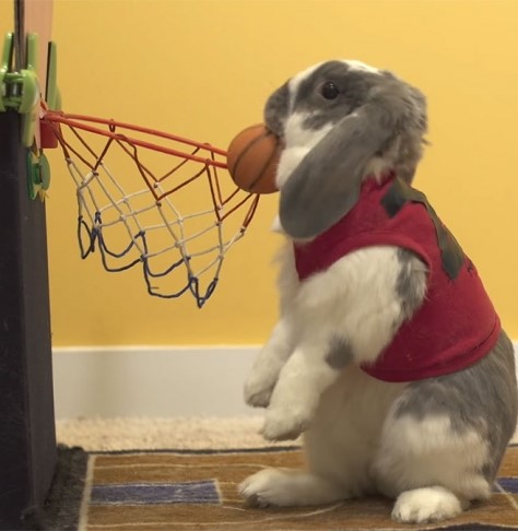 Мировой рекорд кролика-баскетболиста