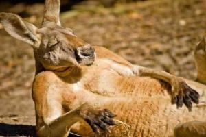 В Австралии кенгуру соблазнял туристку