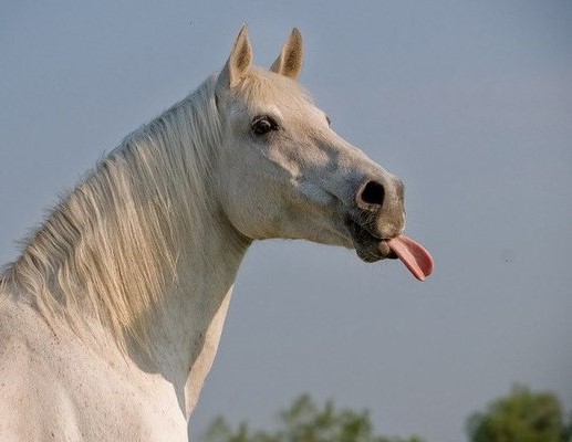 Почему фыркают лошади? Великая тайна раскрыта
