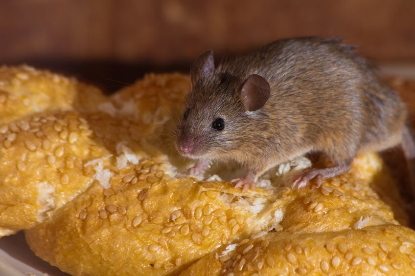 Вооружённые полицейские спасли мышь от голода