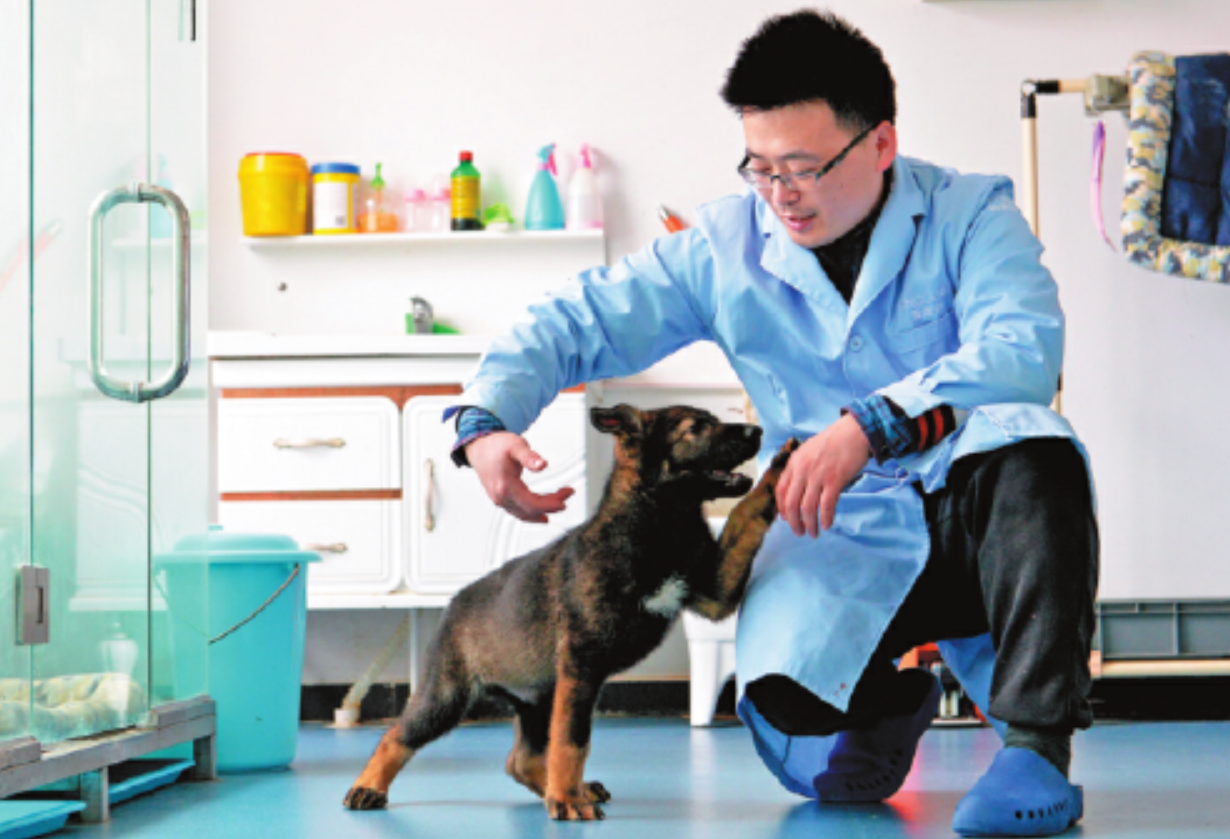 Клонированная собака из Китая стала полицейским