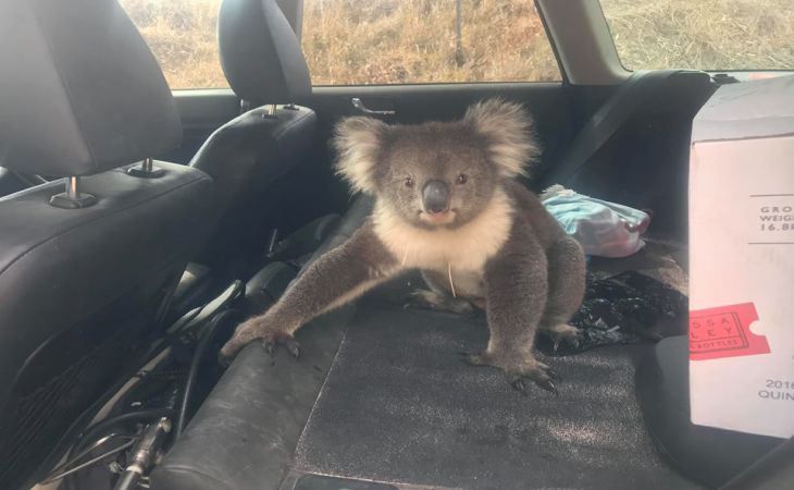 Австралийская коала из-за жары села за руль