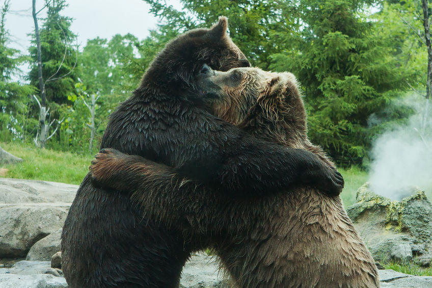 Любвеобильные медведи оставили россиян без гейзеров