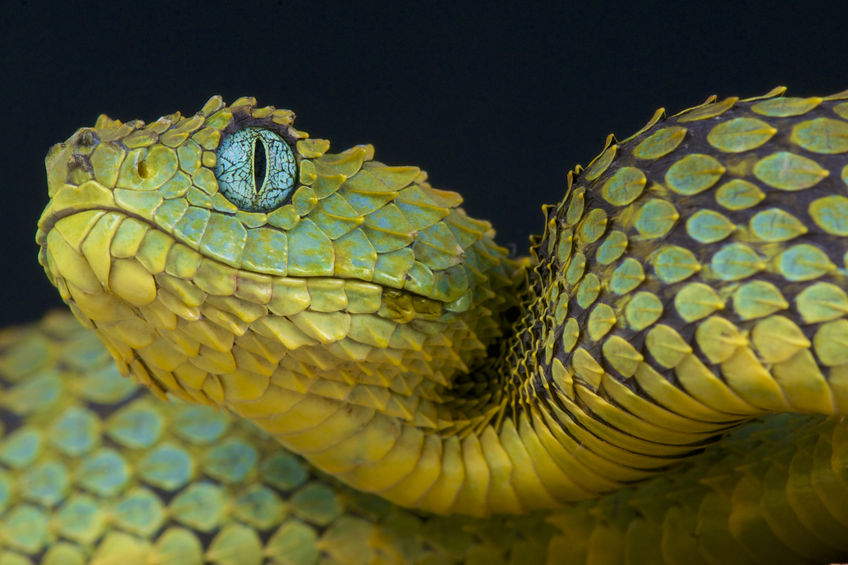 Нигерийская чиновница кормила миллионами змею