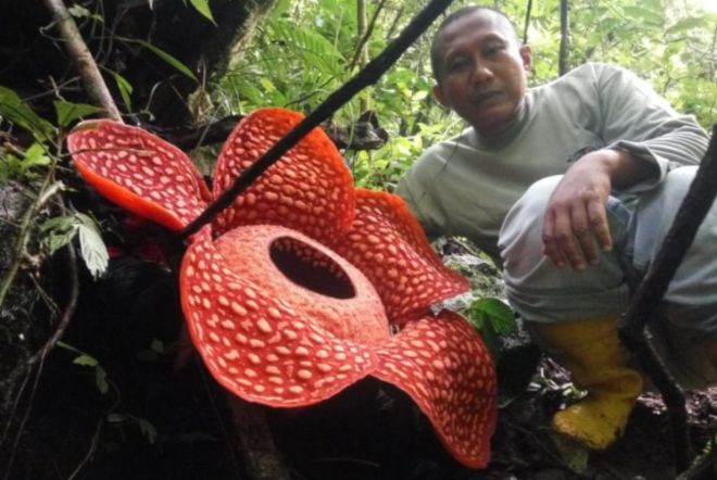 В Индонезии нашли гигантский цветок