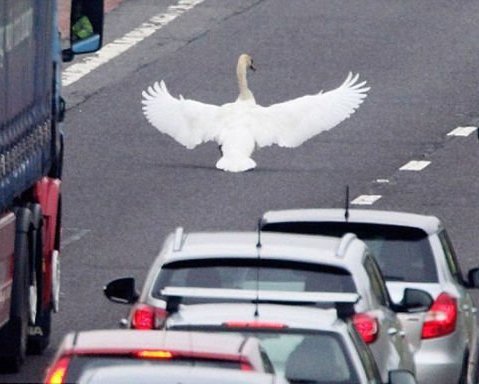 <center><b>В Англии лебедь парализовал движение на улице</center></b>