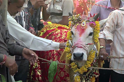<center><b>Быка и корову поженили в Индии</center></b>