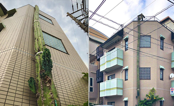 Японский кактус вырос выше дома и стал телезвездой