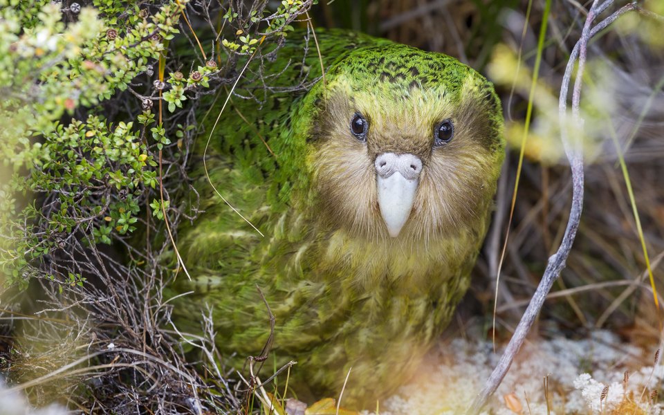 Приятно пахнущий какапо стал птицей года в Новой Зеландии