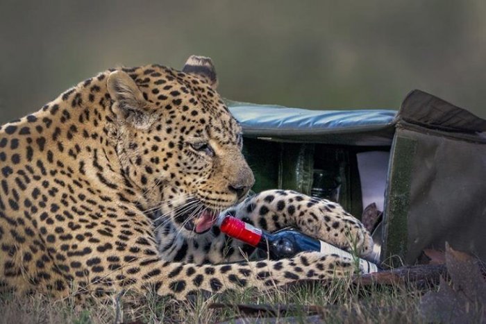 Леопард украл у туристов бутылку вина и бокал