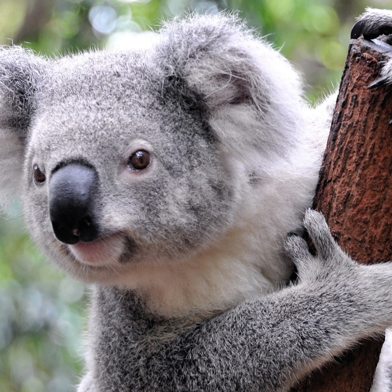 <center><b>В Австралии коала создала пробку</center></b>