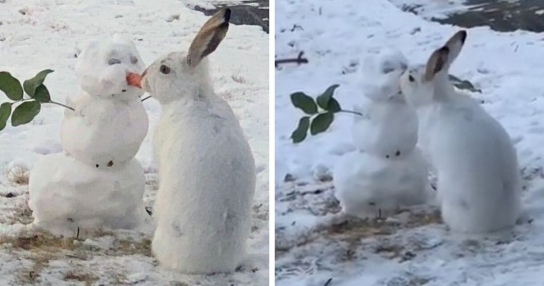 Канадский кролик оставил снеговика без носа
