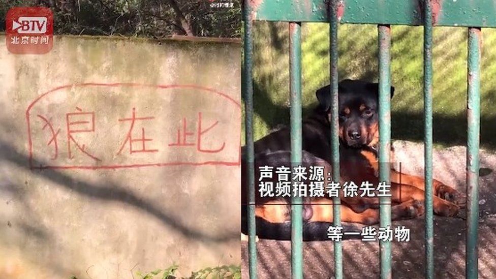 Китайский зоопарк выдавал собаку за волка