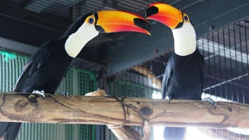 Туканы из японского зоопарка разбили сердца орнитологам