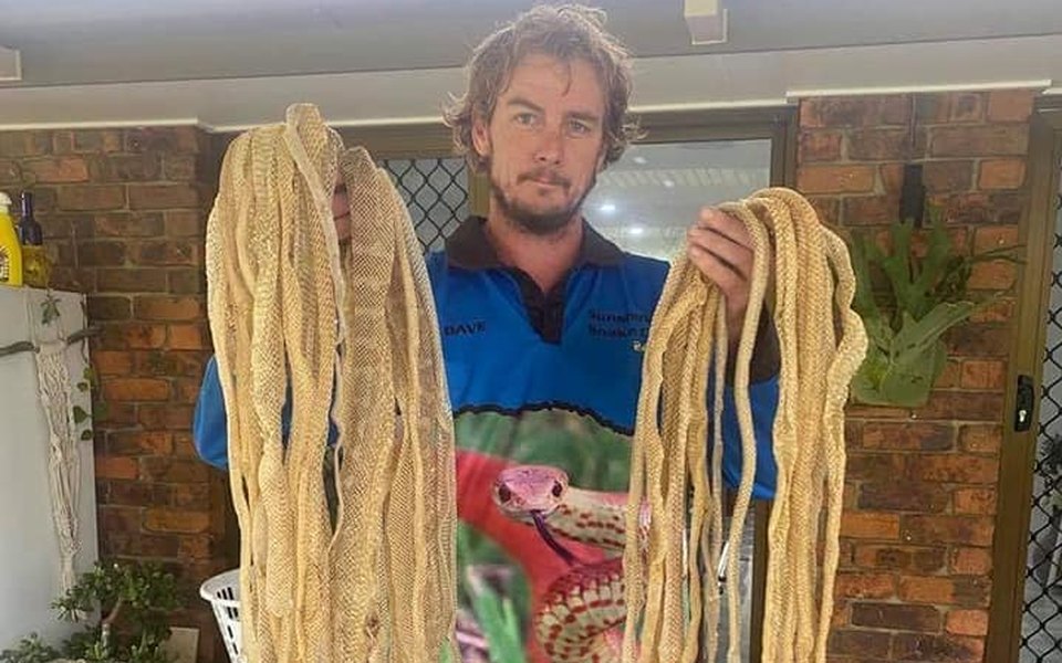 Австралийцы нашли дома кучи змеиных шкур