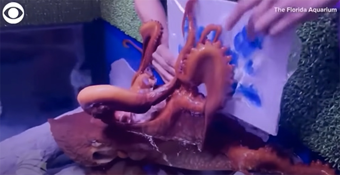 Моллюск из США рисует картины прямо в аквариуме