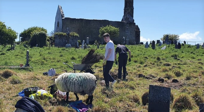 Овцы-археологи помогают ирландцам находить памятники