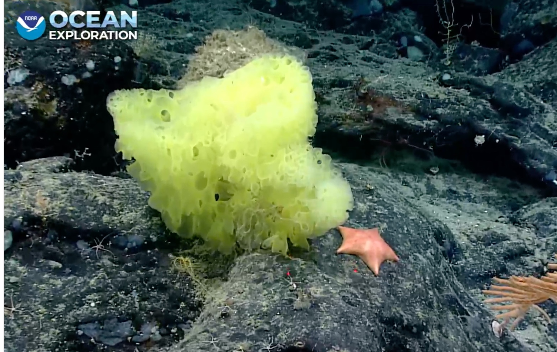 Они существуют: ученые нашли на дне океана Губку Боба и морскую звезду Патрика