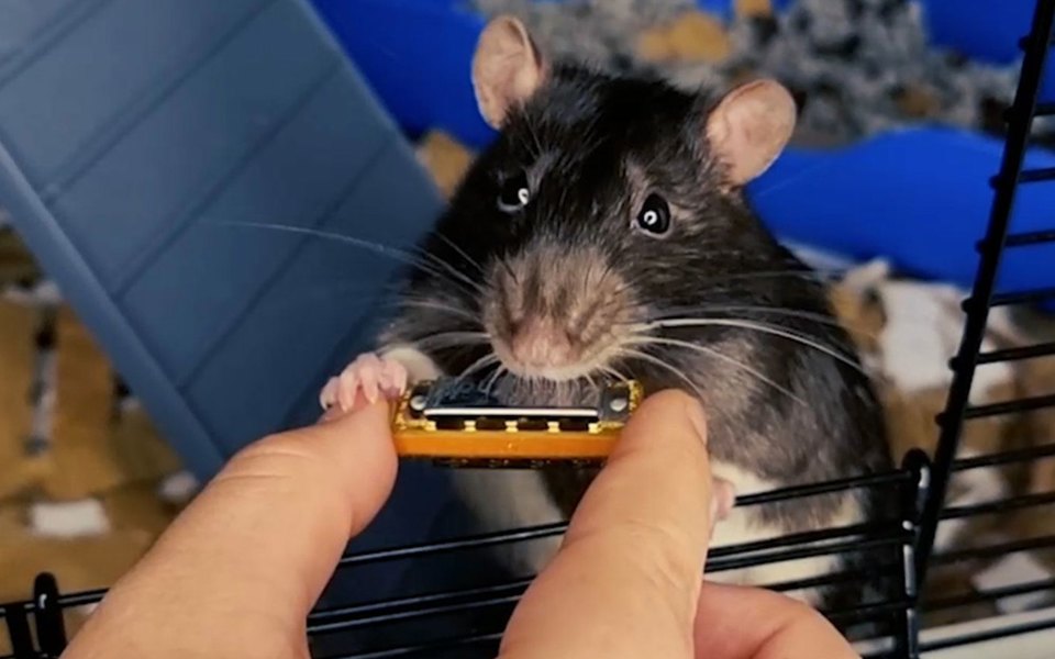 Крыса сыграла на гармошке и прославилась в интернете