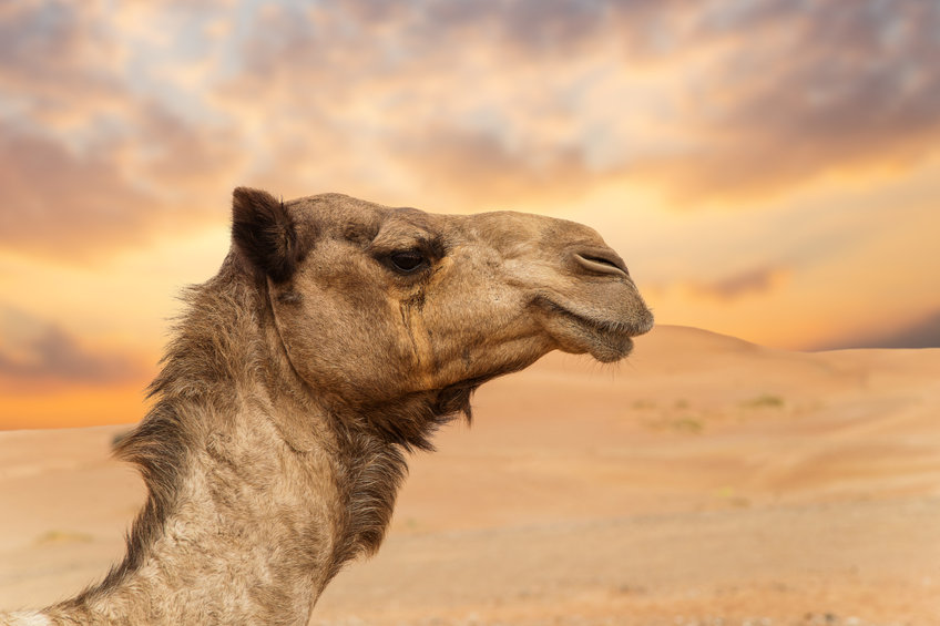 Слишком красивых верблюдов дисквалифицировали на конкурсе в Саудовской Аравии