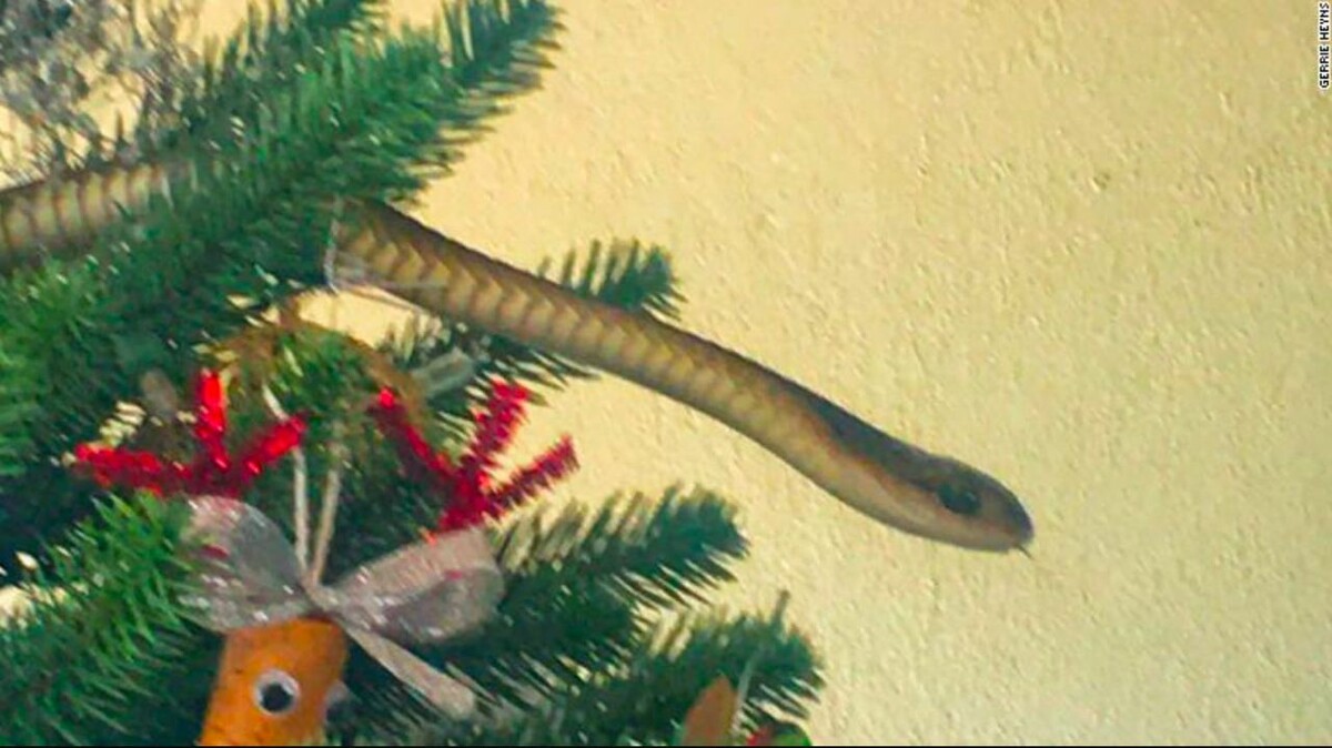 Змея из Африки притворилась новогодней гирляндой