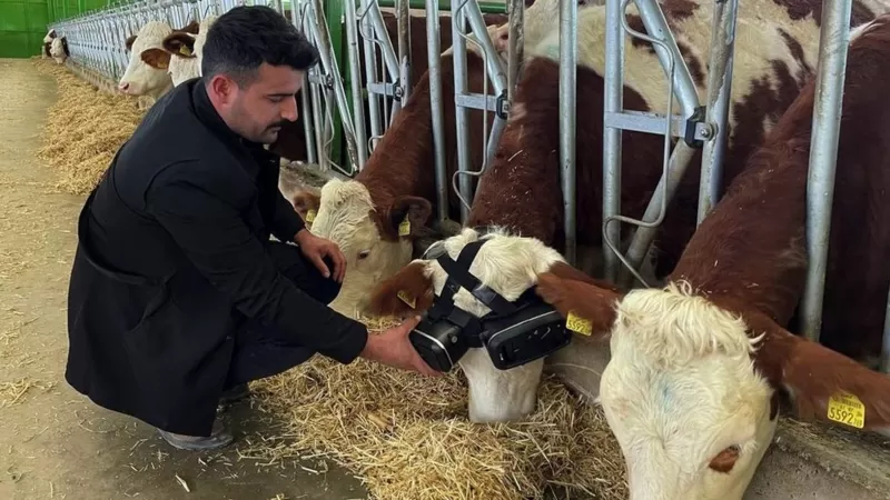 Турок подключил коров к виртуальной реальности