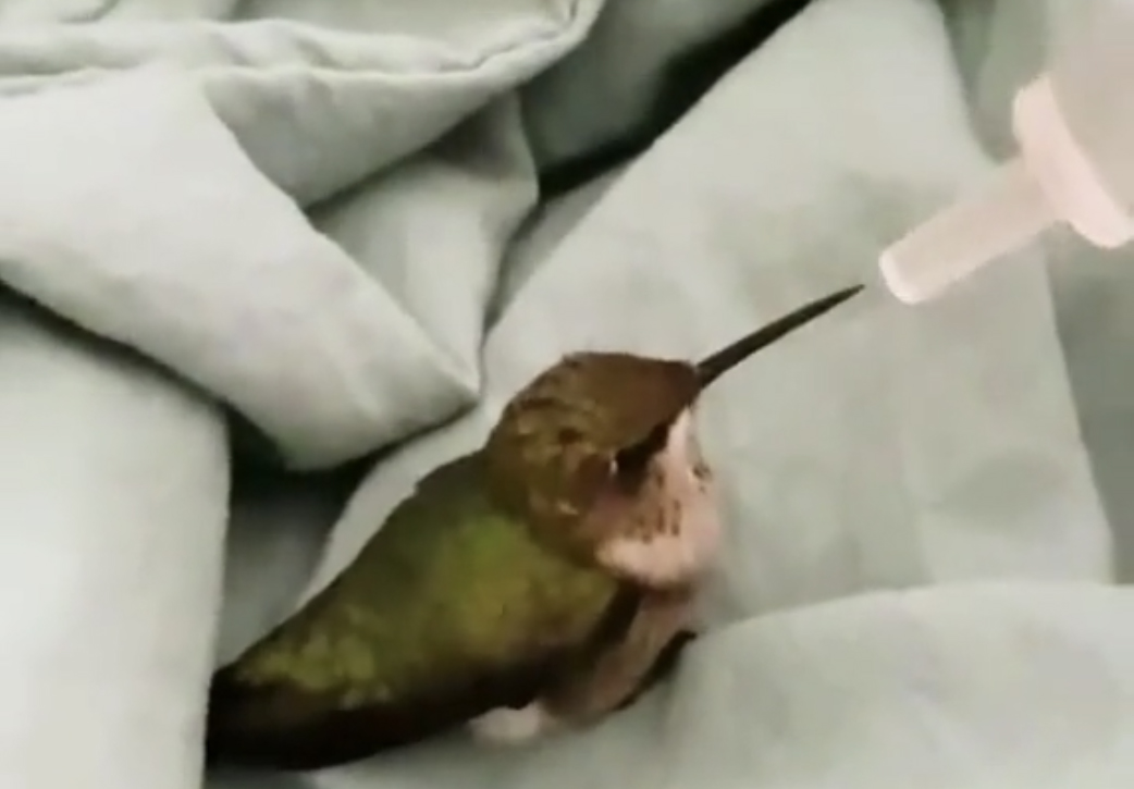 Американец стал мамой для птенца колибри и научил его летать