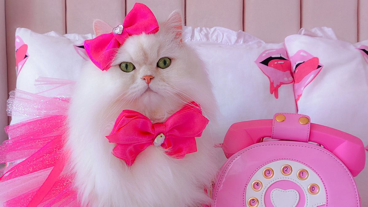 Жительница Словении потратила почти 300 тысяч на платья для кошек