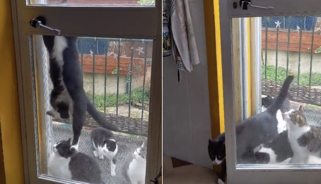 О чем предупреждают коты у входной двери: самые важные приметы о домашних любимцах