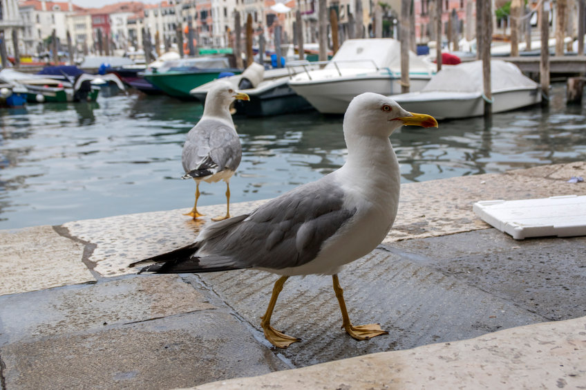 Туристам в Венеции предлагают брызгаться в чаек