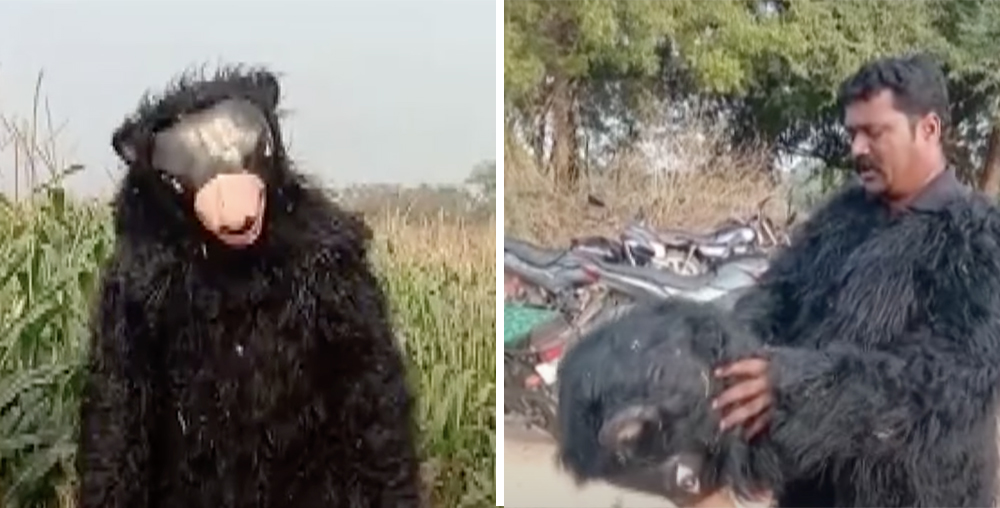 Индиец нанял человека-медведя гонять обезьян