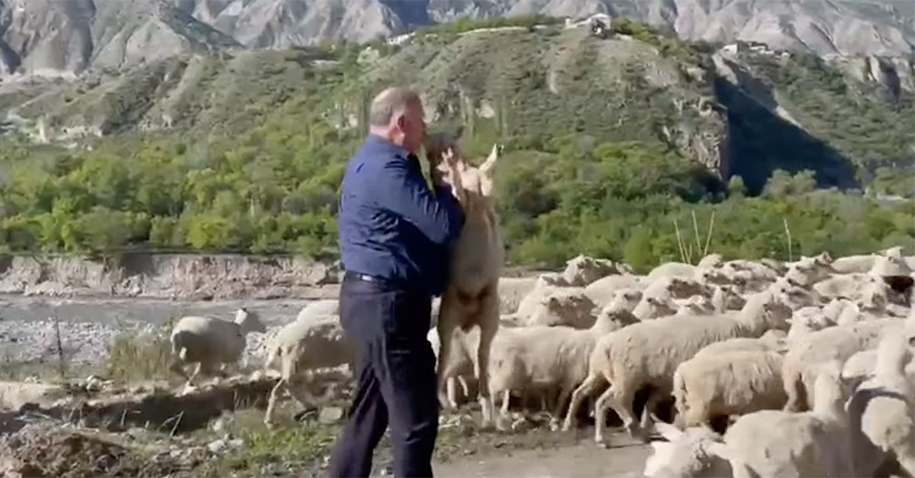 Дагестанский чиновник поцеловал животное