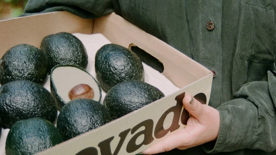 Искусственные авокадо придумали в Британии