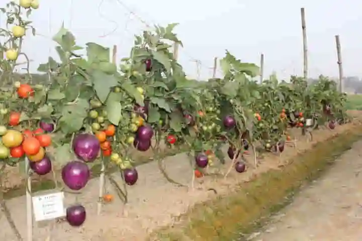В Индии на одном кусте вырастили помидоры и картошку