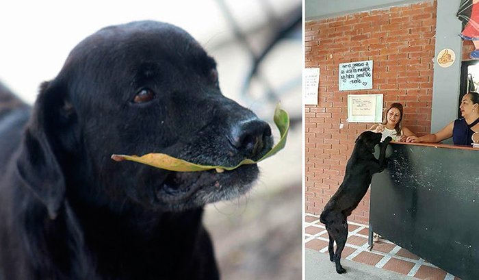 Колумбийский пес покупает себе печенье за листики