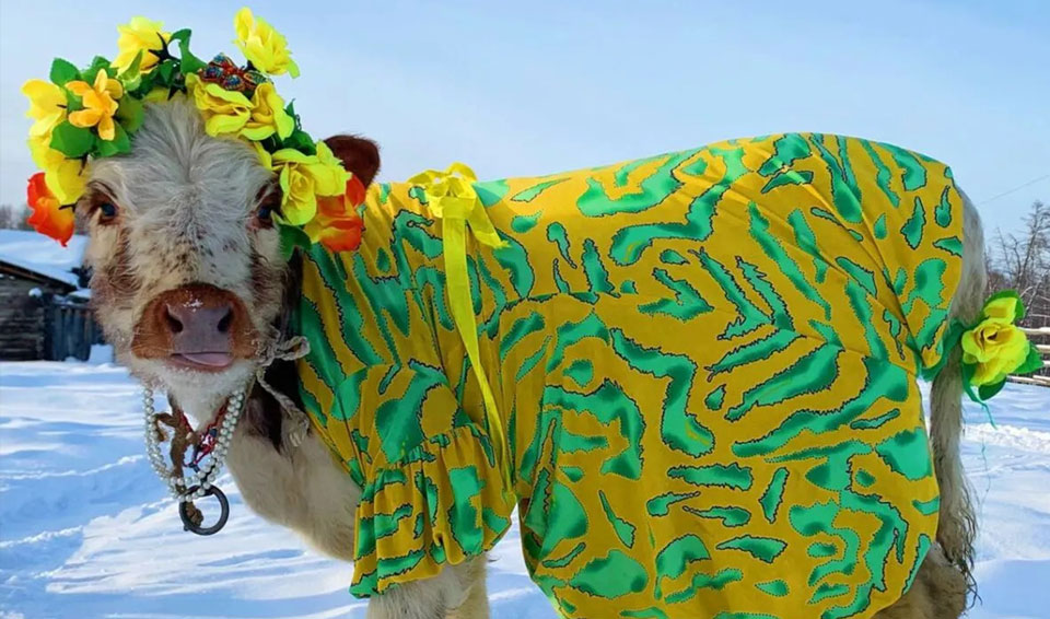Самая красивая корова Якутии сорвала джек-пот