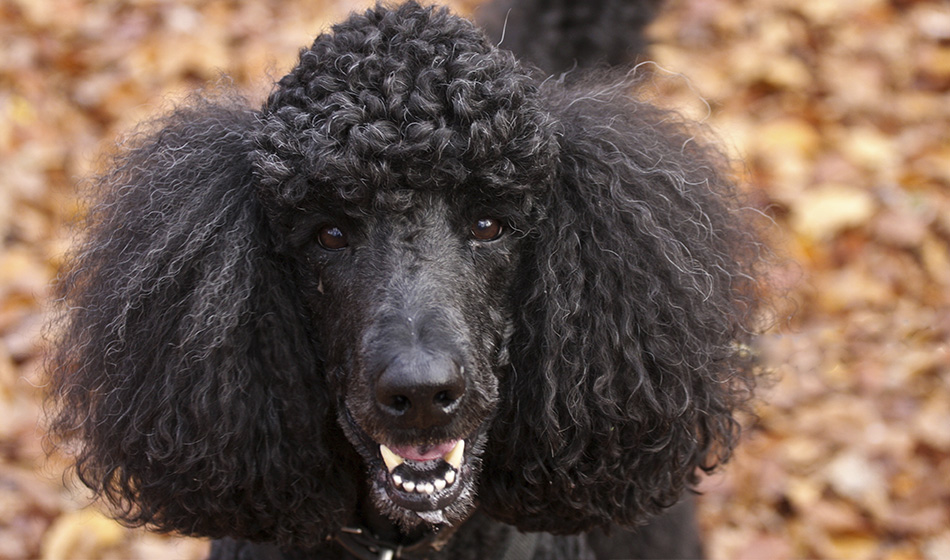В Петербурге нашли самого старого пуделя страны